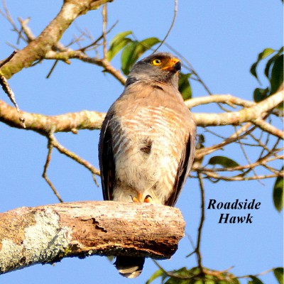 Roadside Hawk